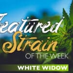 featuredstrain whitewidow orig