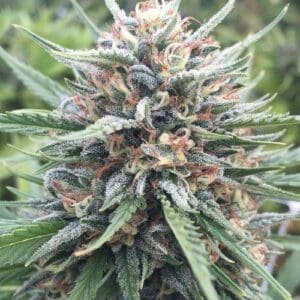 White Rhino Cannabis Strain