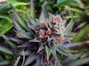 White Widow Cannabis Strain