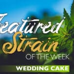 featuredstrainweddingcake orig