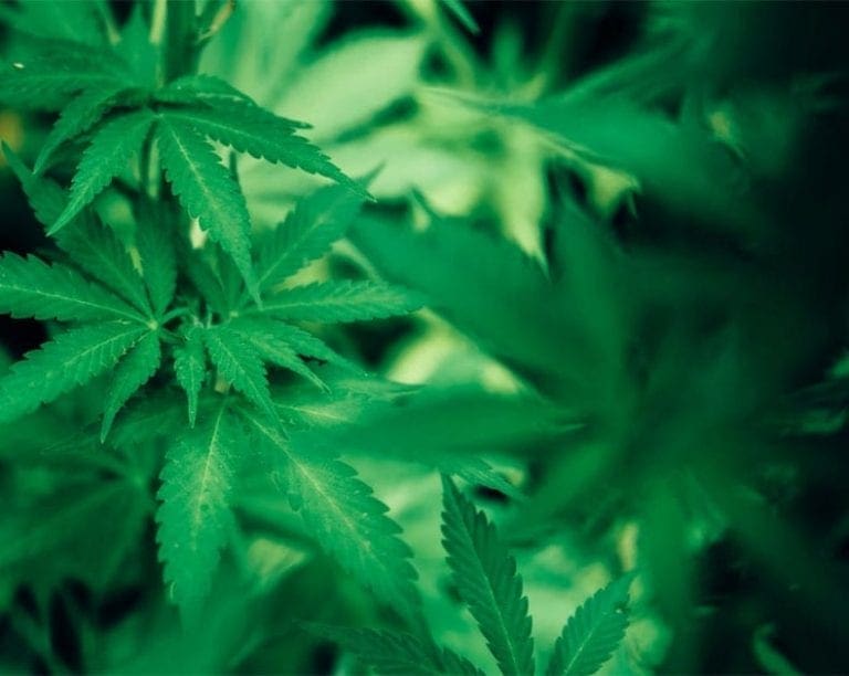 Qualify for Mississippi Medical Marijuana Card