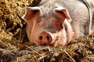 Bhutanese Farmers Feed Their Pigs Cannabis