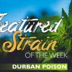 Featured Strain of the Week: Durban Poison