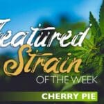 Featured Strain of the Week: Cherry Pie