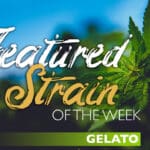 Featured Medical Marijuana Strain of the Week: Gelato