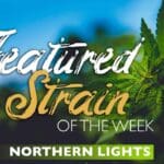 Featured Strain of the Week: Northern Lights