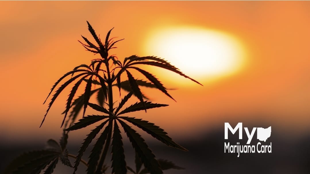 Ohio Medical Marijuana Cultivator Awarded First Cannabis B Corp