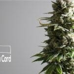 South-Dakota-Frequently-Asked-Questions-Medical-Marijuana