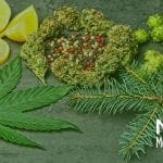 Cannabis Terpenes and Their Benefits