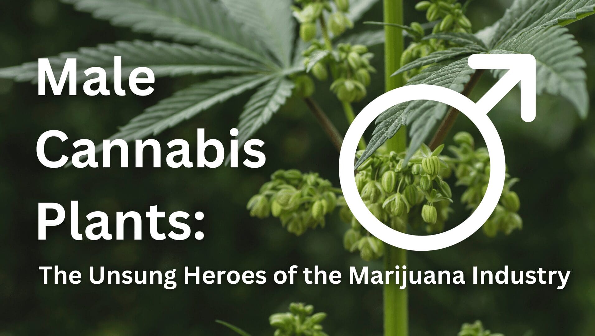 Male Cannabis Plants: The Unsung Heroes of the Marijuana Industry