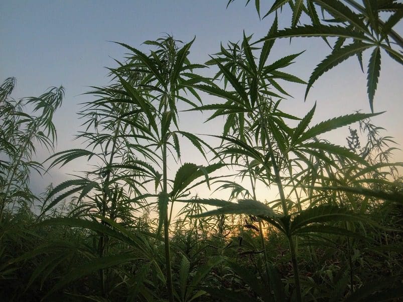 male cannabis plants