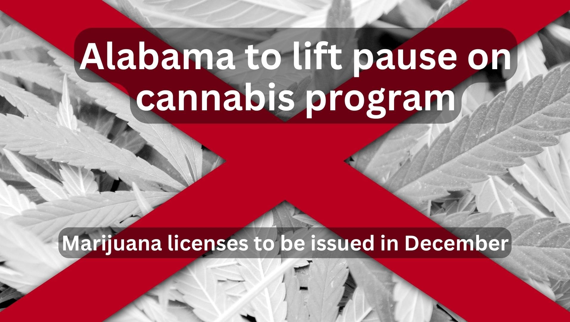 Alabama Restarts issuing Marijuana Licenses