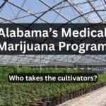 Alabama medical marijuana program cultivators